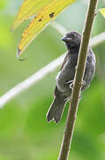 Sooty Grassquit