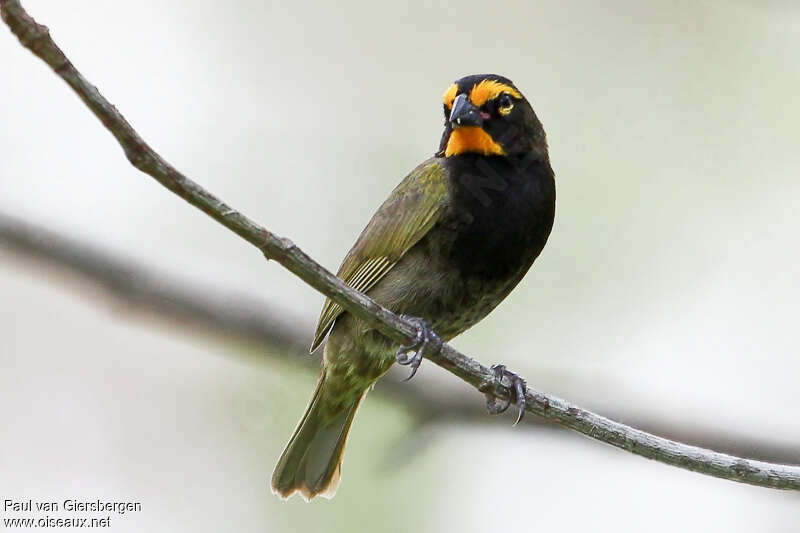 Sporophile grand-chanteur mâle adulte, identification