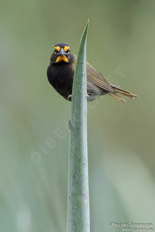 Sporophile grand-chanteuradulte