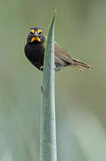 Yellow-faced Grassquit