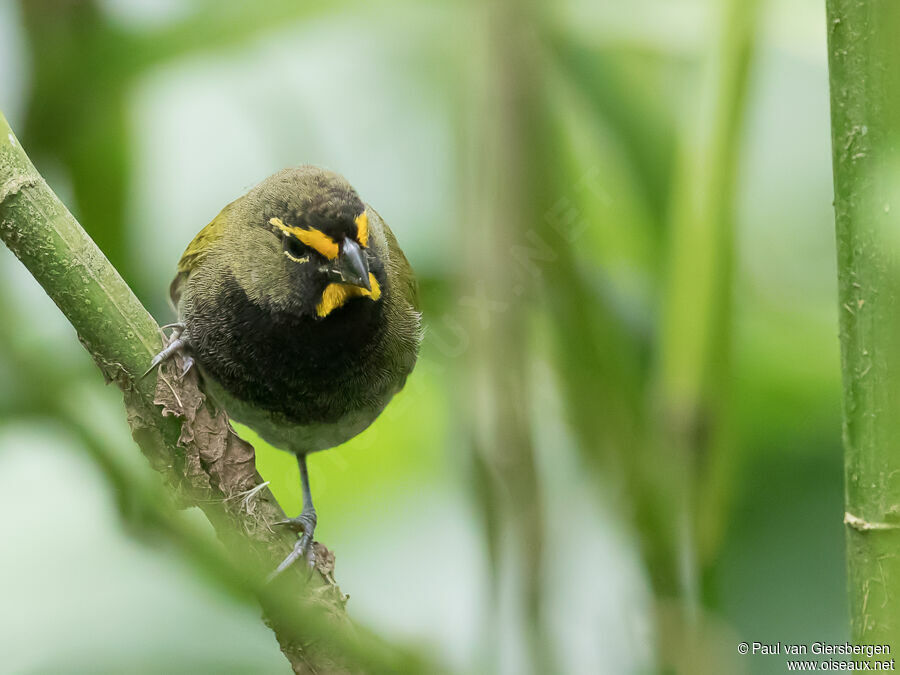 Yellow-faced Grassquitadult