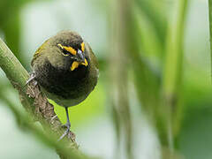 Yellow-faced Grassquit