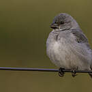 Sporophile gris-de-plomb