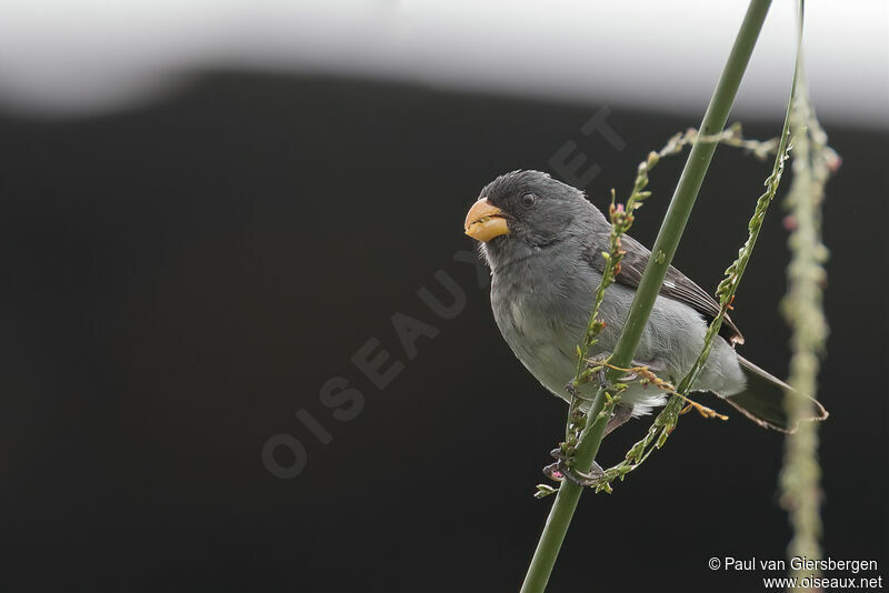 Grey Seedeater male adult