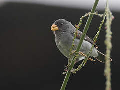 Grey Seedeater