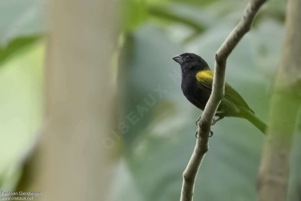 Yellow-shouldered Grassquit male adult, identification