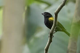 Yellow-shouldered Grassquit