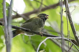 Yellow-shouldered Grassquit