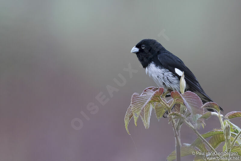 Black-and-white Seedeater male adult