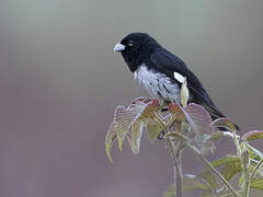 Black-and-white Seedeater