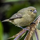 Sporophile noir et blanc