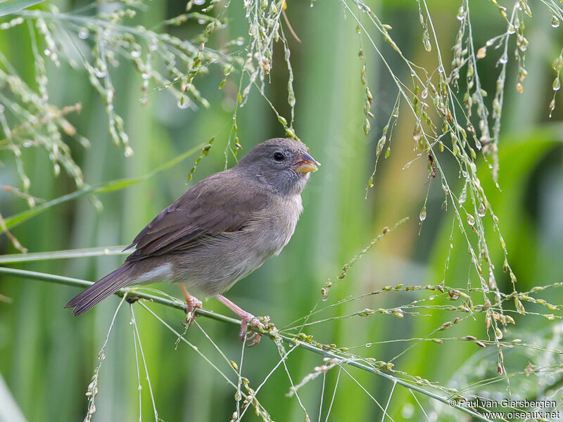 Dull-colored Grassquitadult