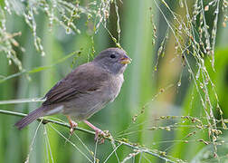 Dull-colored Grassquit