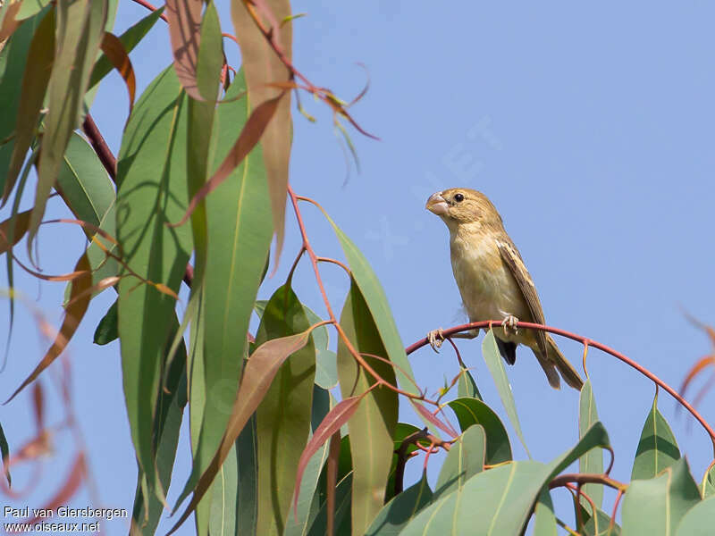 Sporophile perroquet femelle adulte, identification