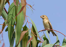 Parrot-billed Seedeater