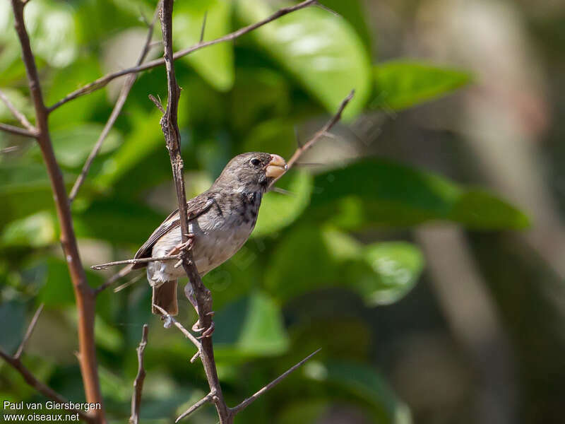 Parrot-billed Seedeater male subadult, close-up portrait, eats