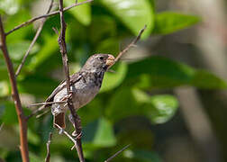 Parrot-billed Seedeater