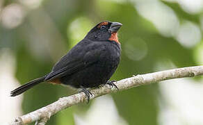 Greater Antillean Bullfinch