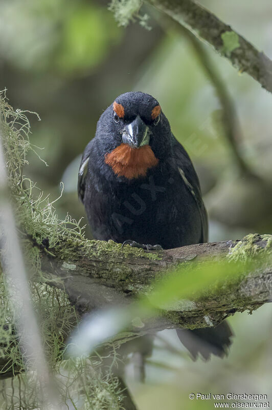 Sporophile petit-coqadulte