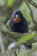 Greater Antillean Bullfinch