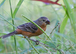 Ruddy-breasted Seedeater