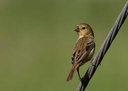 Ruddy-breasted Seedeater