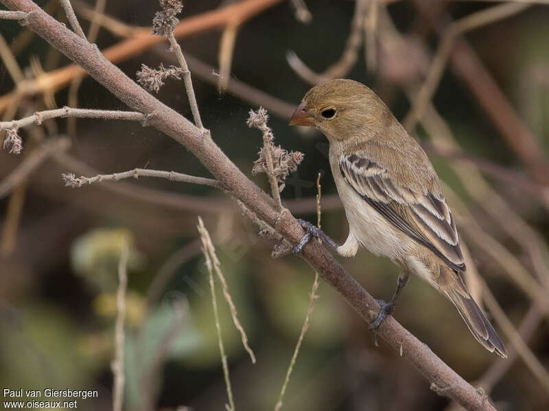 Ruddy-breasted Seedeaterimmature, identification