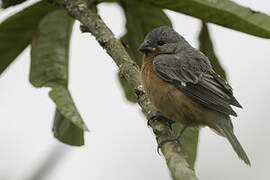 Ruddy-breasted Seedeater