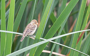 Chestnut-throated Seedeater