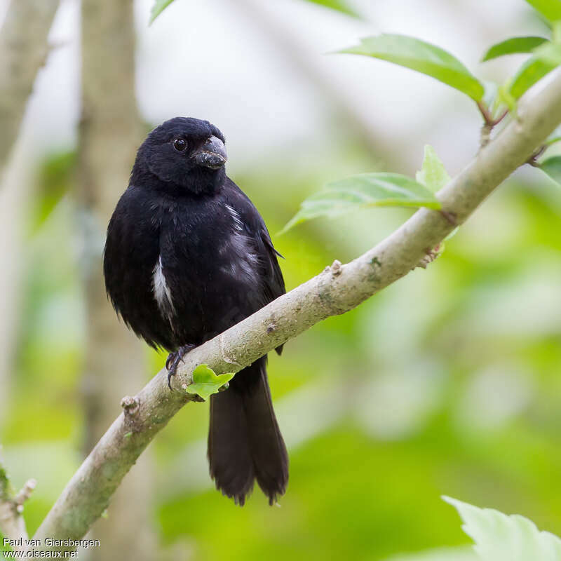 Variable Seedeater male adult, close-up portrait