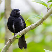 Variable Seedeater