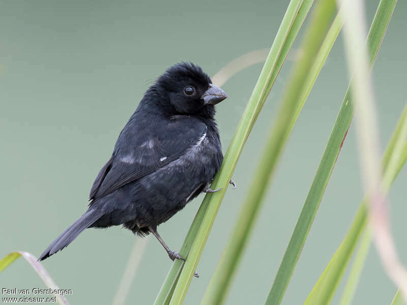 Variable Seedeater male adult, identification