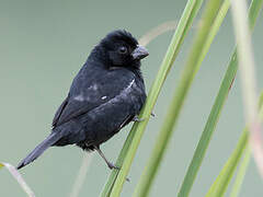 Variable Seedeater