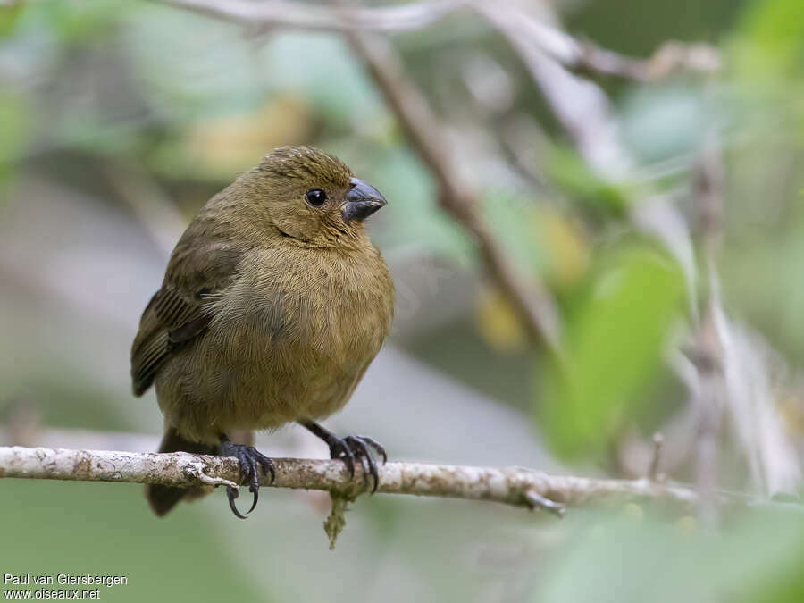 Variable Seedeater female adult, close-up portrait