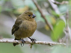 Variable Seedeater