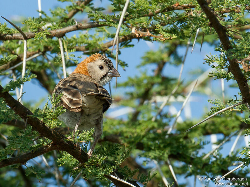 Speckle-fronted Weaver