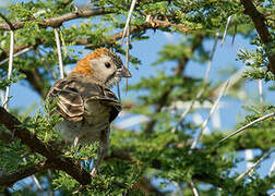 Speckle-fronted Weaver