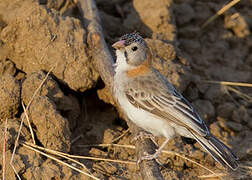 Speckle-fronted Weaver