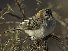 Speckle-fronted Weaver