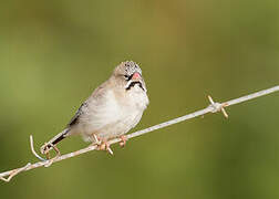 Scaly-feathered Weaver