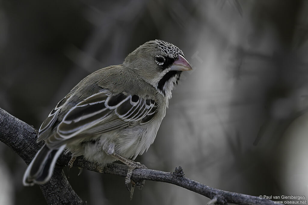 Scaly-feathered Weaveradult