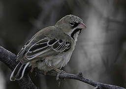 Scaly-feathered Weaver