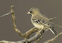 Scaly-feathered Weaver