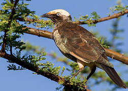 White-crowned Starling