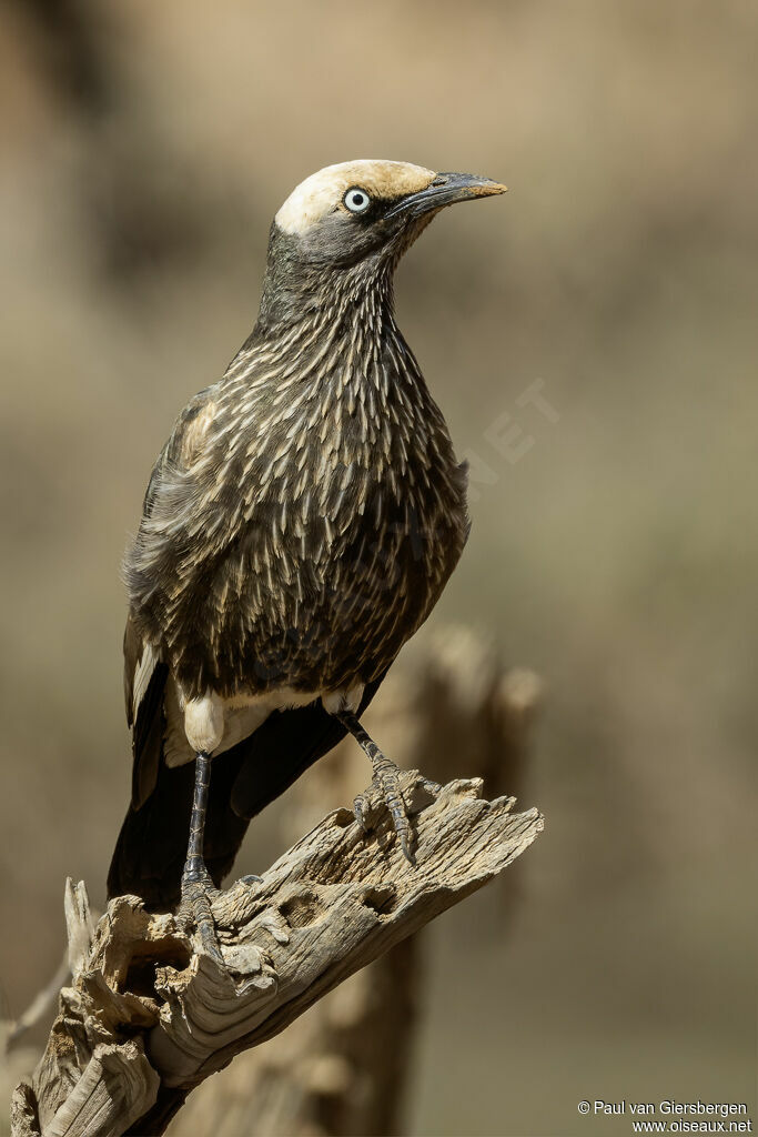 Spréo à calotte blancheadulte