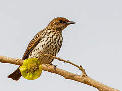 Violet-backed Starling