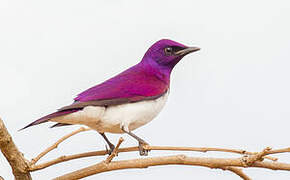 Violet-backed Starling