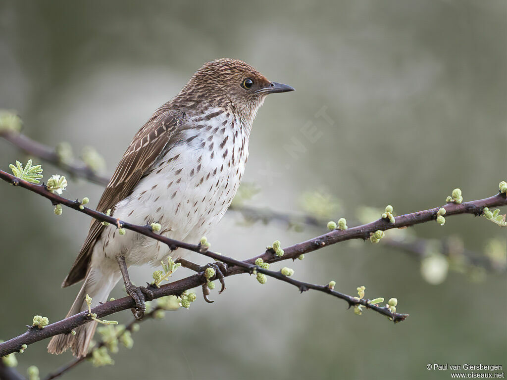 Violet-backed Starling female adult