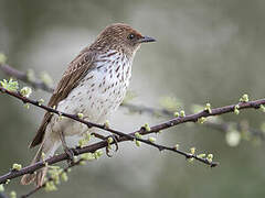 Violet-backed Starling