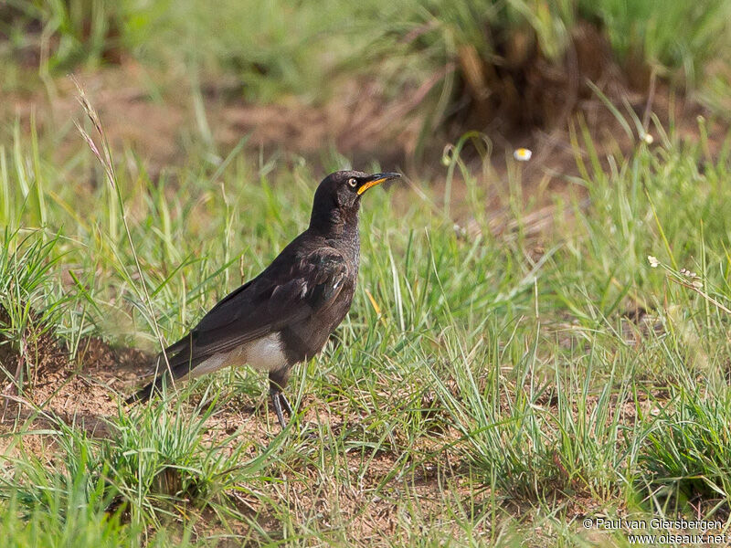 Pied Starling